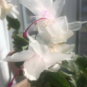 Meet your Posher, Mary rose